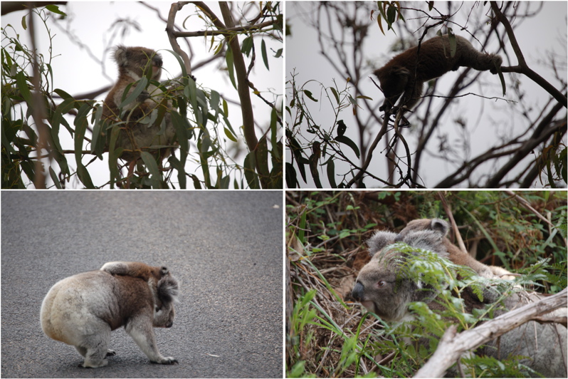 Koalas2