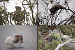 Koalas2