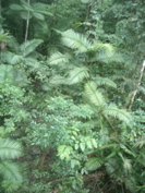 CIMG0838