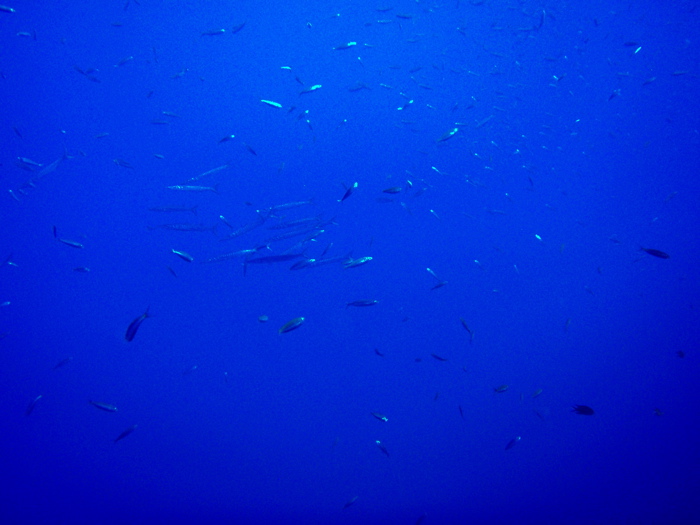 ... grosse Fische