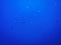 ... grosse Fische