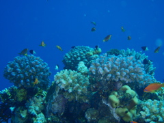 Unterwasserlandschaften