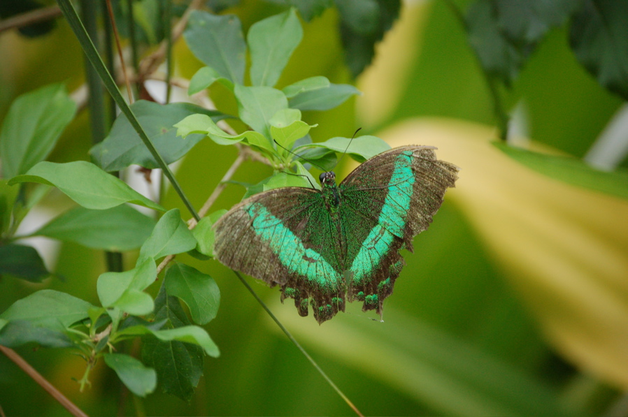 DSC_0503.JPG