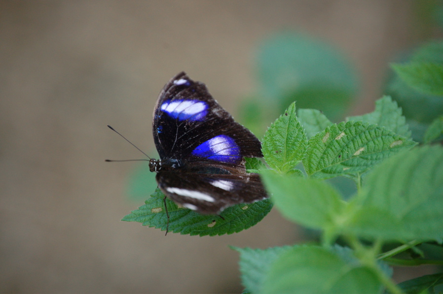 DSC_0509.JPG